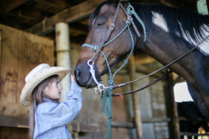 horse and livestock shows at the jefferson county fair