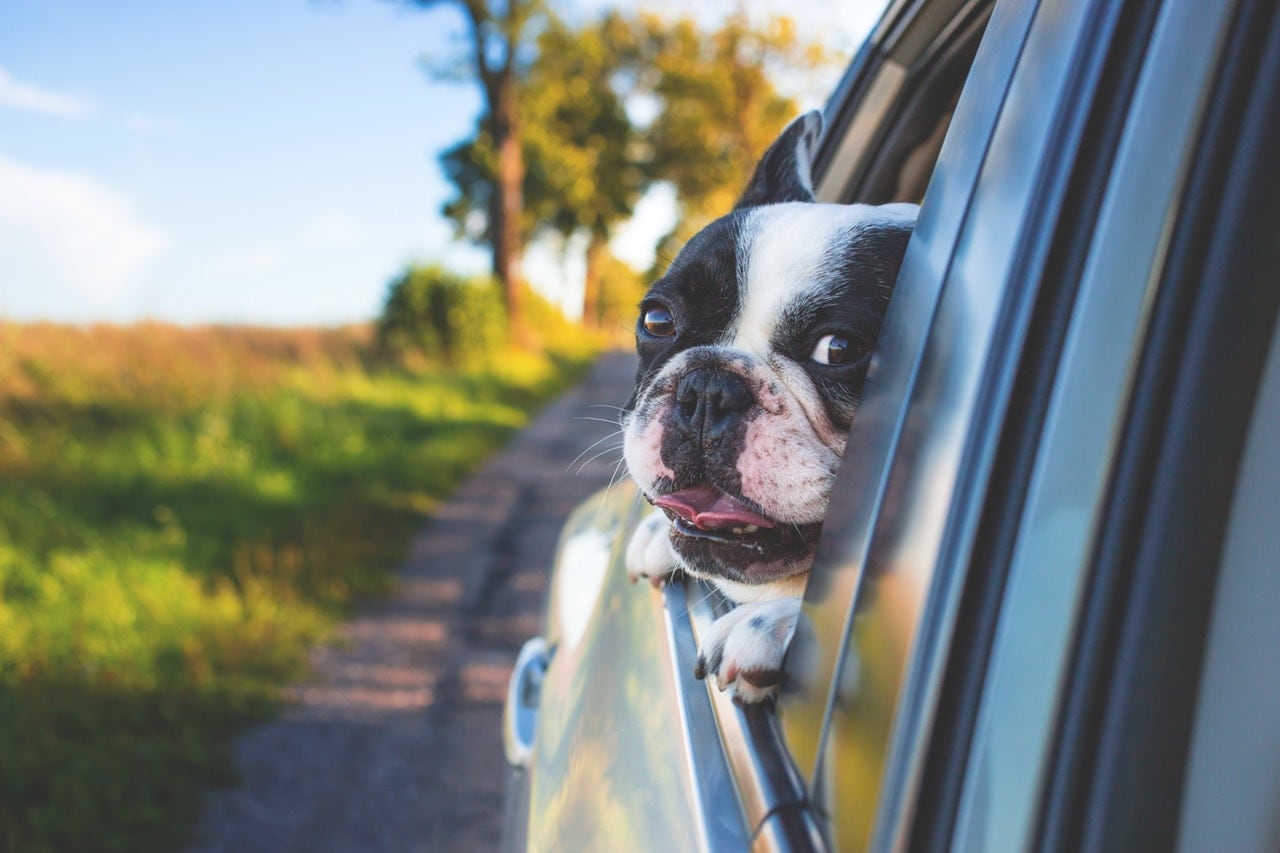 Small bulldog riding in a car with his head hanging out of the window.