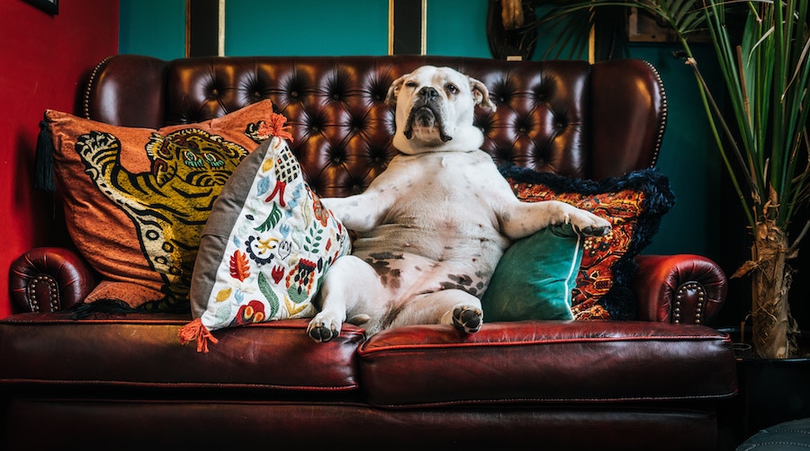 Dog on sofa with pillows